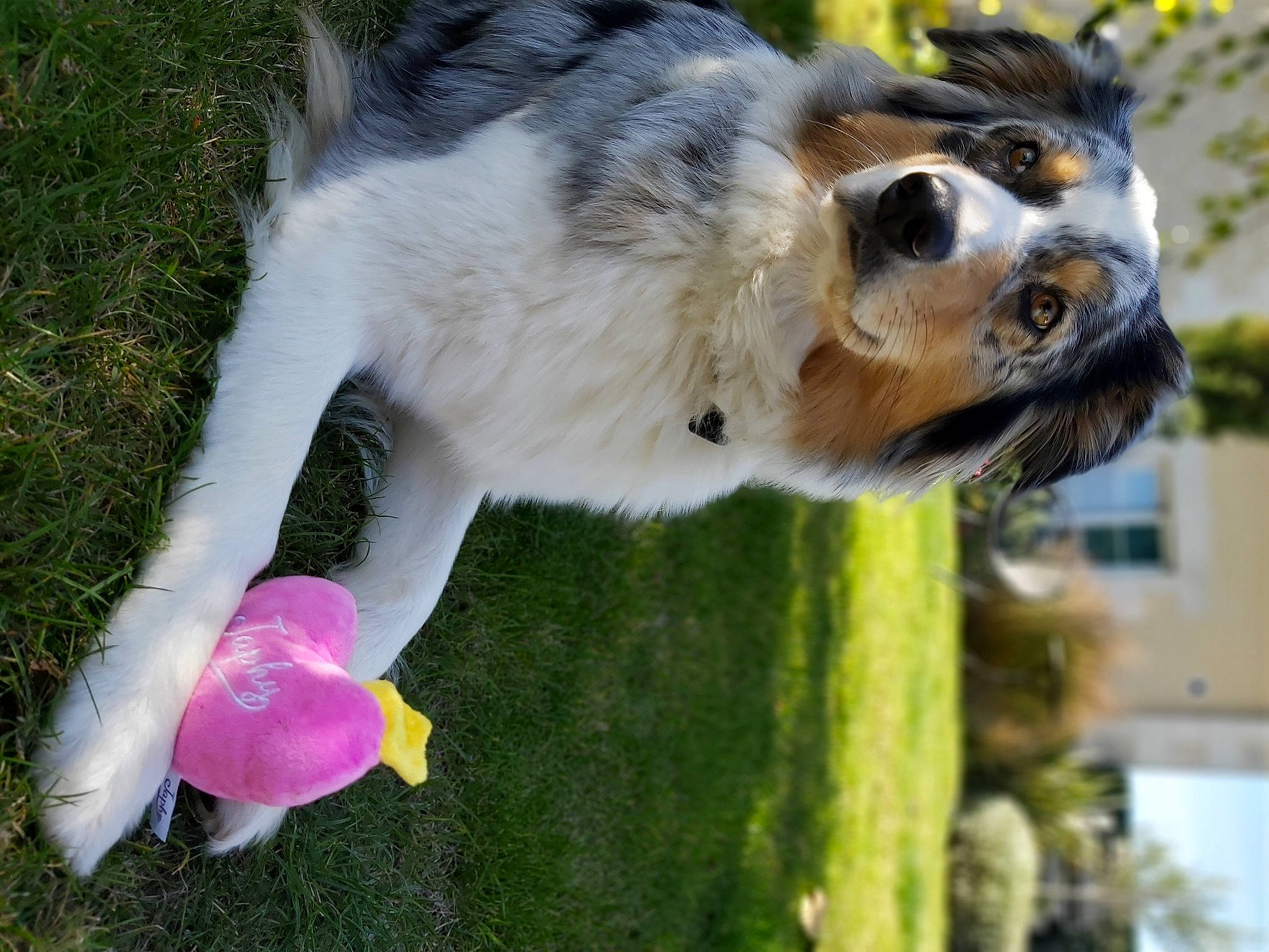 Nouchka participe au concours pour gagner de l'argent avec cette photo : canidae, carnivore, collar, collie, companion_dog, dog, dog_breed, fawn, grass, green, light, petal, plant, snout, sporting_group, tail, terrestrial_animal, tree, vertebrate, whiskers