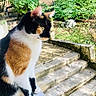 cat, calico_cat, animal, pet, outdoor, garden, stairs, greenery, sunlight, fur, whiskers, perched, alert, nature, side_view, mammal, domestic_animal, cute, quiet, daylight