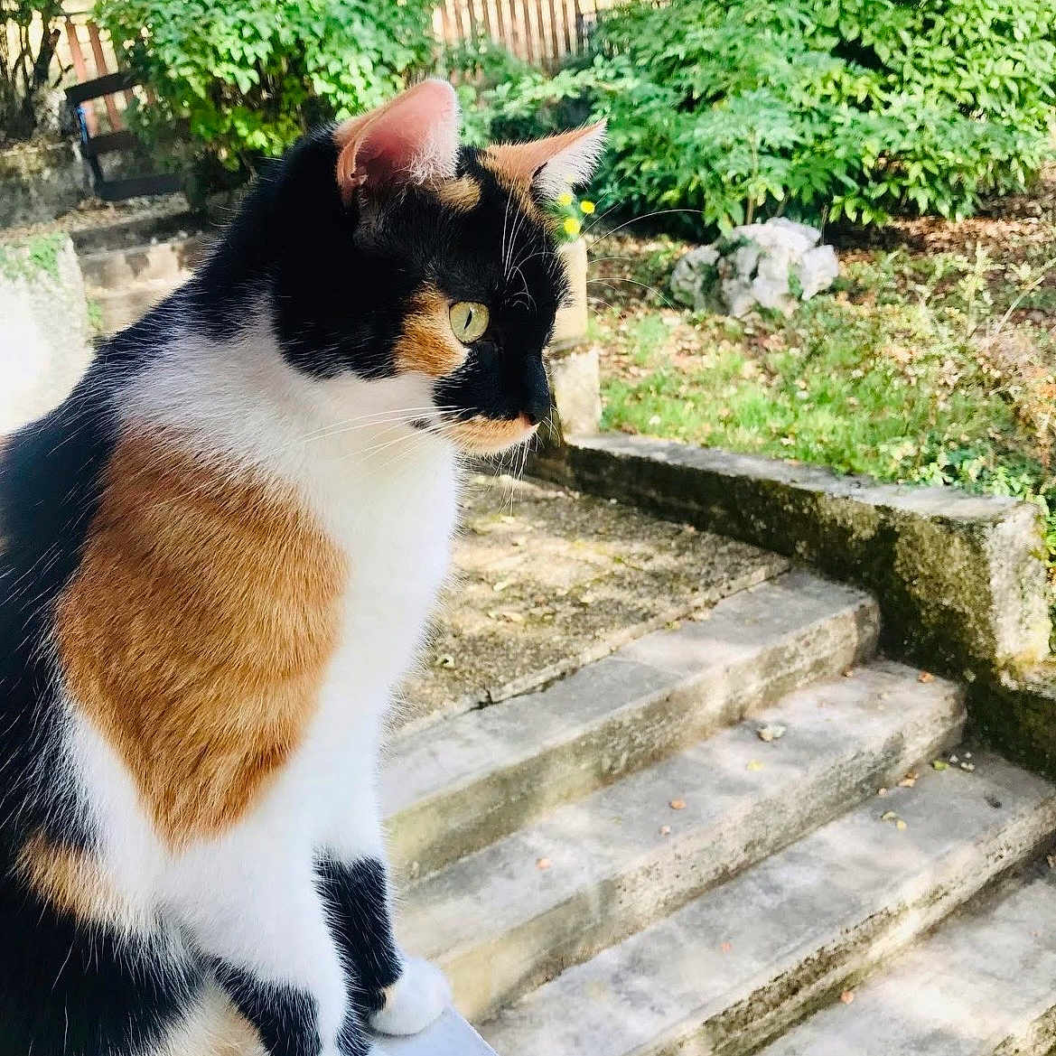 Smookie participe au concours pour gagner de l'argent avec cette photo : cat, calico_cat, animal, pet, outdoor, garden, stairs, greenery, sunlight, fur, whiskers, perched, alert, nature, side_view, mammal, domestic_animal, cute, quiet, daylight