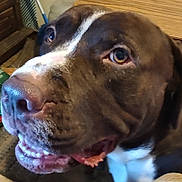 Apollo joined the competition — help win amazing prizes! animal, bodypart, boxer, bulldog, canine, dog, greatdane, hound, labradorretriever, mouth, person, pet, pitbull, pointer, puppy, snout