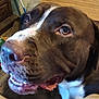 animal, bodypart, boxer, bulldog, canine, dog, greatdane, hound, labradorretriever, mouth, person, pet, pitbull, pointer, puppy, snout