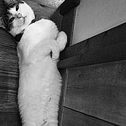 Ulba a rejoint le concours — aidez-le/la à gagner de superbes lots ! belly_up, black_and_white, cat, close_up, collar, cozy, doorway, ear, feline, floorboard, fur, grayscale, indoor, paws, pet, portrait, relaxed, stretched, whiskers, wooden_floor