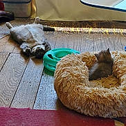 Dusty is registered to the contest to win money with this photo: kitten, cat, indoor, wooden_floor, pet_bed, fluffy, relaxed, sunlight, toy, animal, feline, cozy, home, resting, cute, sleeping, domestic, playful, young, comfortable