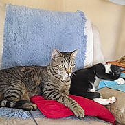 Mayhem joined the competition — help win amazing prizes! cat, tabby_cat, black_and_white_cat, couch, blanket, pillow, furniture, indoor, pet, resting, sleeping, cozy, lamp, household_items, relaxing, animal, domestic, fur, whiskers, paw