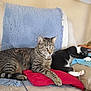 cat, tabby_cat, black_and_white_cat, couch, blanket, pillow, furniture, indoor, pet, resting, sleeping, cozy, lamp, household_items, relaxing, animal, domestic, fur, whiskers, paw
