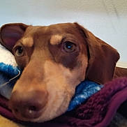 Tucker is registered to the contest to win money with this photo: dog, brown_dog, closeup, blanket, resting, sleepy, indoors, cozy, fur, pet, animal, face, snout, ears, comfort, soft, home, portrait, expression, relaxed