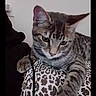 Pablito a rejoint le concours — aidez-le/la à gagner de superbes lots ! cat, kitten, tabby, striped_fur, pet, animal, sitting, lying_down, paw, extended_paw, leopard_print, cushion, indoor, portrait, close_up, alert, serious_expression, whiskers, domestic_cat, smartphone_screenshot