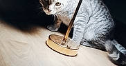 Pablito a rejoint le concours — aidez-le/la à gagner de superbes lots ! cat, kitten, tabby, silver_fur, pet, animal, whiskers, ears, eyes, tail, sitting, floor_lamp, lamp, wood_floor, indoor, home, shadow, dramatic_lighting, portrait, curious
