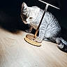 cat, kitten, tabby, silver_fur, pet, animal, whiskers, ears, eyes, tail, sitting, floor_lamp, lamp, wood_floor, indoor, home, shadow, dramatic_lighting, portrait, curious