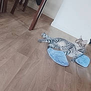 Pablito participe au concours pour gagner de l'argent avec cette photo : cat, tabby_cat, pet, animal, lying_down, relaxed, blue_slippers, footwear, wooden_floor, indoors, living_room, cabinet, furniture, sunlight, shadows, home, barefoot_person, legs, striped_fur, playful
