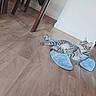 cat, tabby_cat, pet, animal, lying_down, relaxed, blue_slippers, footwear, wooden_floor, indoors, living_room, cabinet, furniture, sunlight, shadows, home, barefoot_person, legs, striped_fur, playful