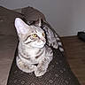 Pablito participe au concours pour gagner de l'argent avec cette photo : cat, cats, tabby, kitten, feline, pet, animal, indoor, bedroom, bed, blanket, patterned_blanket, gray_cat, striped_fur, yellow_eyes, whiskers, ears, sitting, cuddling, portrait