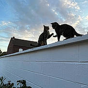 Lilou Et Lima a rejoint le concours — aidez-le/la à gagner de superbes lots ! cat, tabby_cat, animal, pets, wall, sky, clouds, outdoor, nature, evening, sunset, brick_wall, plant, paw, interaction, silhouette, house, roof, feline, two_cats