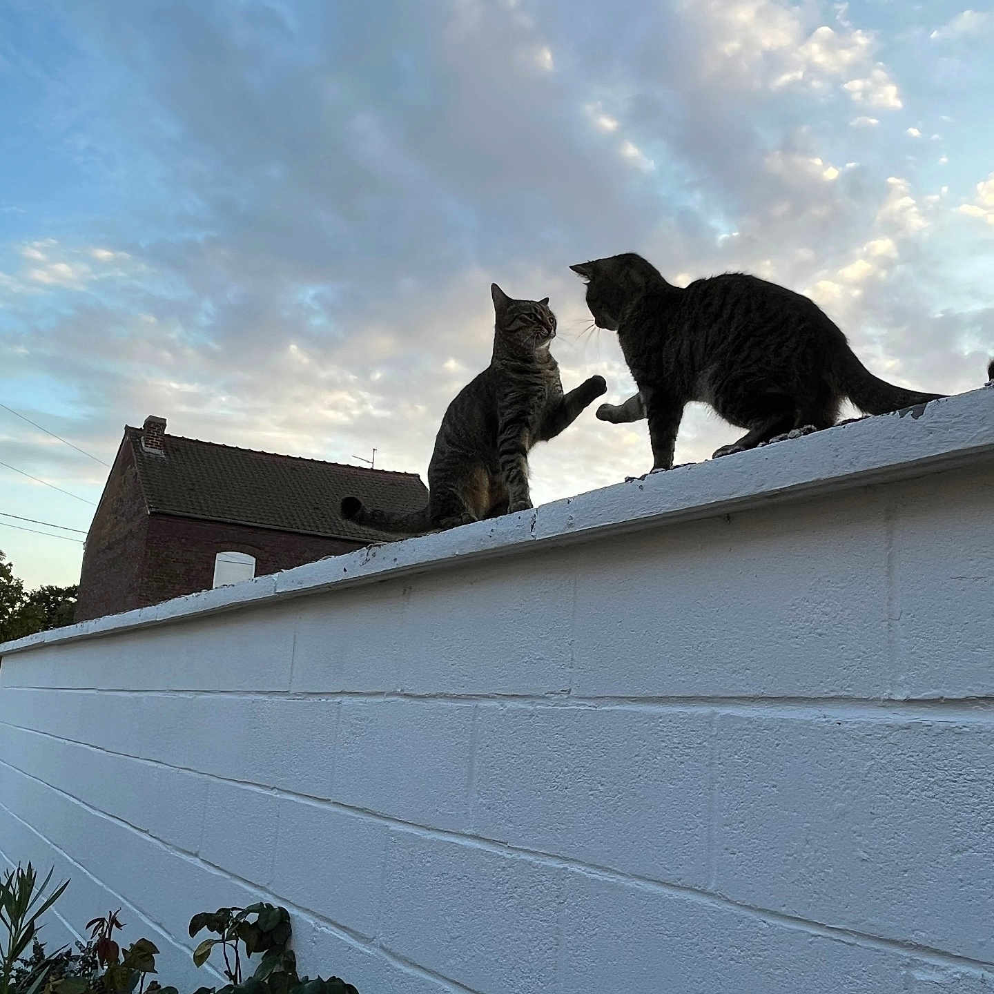 Lilou Et Lima a rejoint le concours — aidez-le/la à gagner de superbes lots ! animal, brick_wall, cat, clouds, evening, feline, house, interaction, nature, outdoor, paw, pets, plant, roof, silhouette, sky, sunset, tabby_cat, two_cats, wall