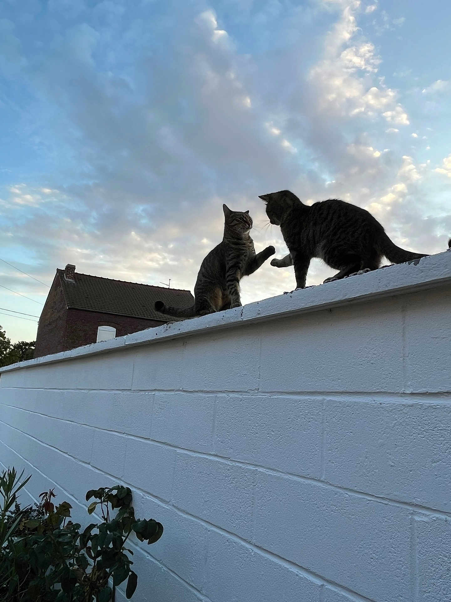 Lilou Et Lima a rejoint le concours — aidez-le/la à gagner de superbes lots ! cat, tabby_cat, animal, pets, wall, sky, clouds, outdoor, nature, evening, sunset, brick_wall, plant, paw, interaction, silhouette, house, roof, feline, two_cats