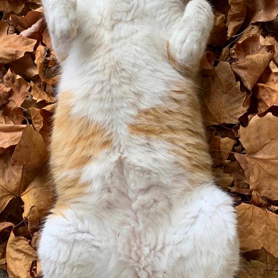 Karamel