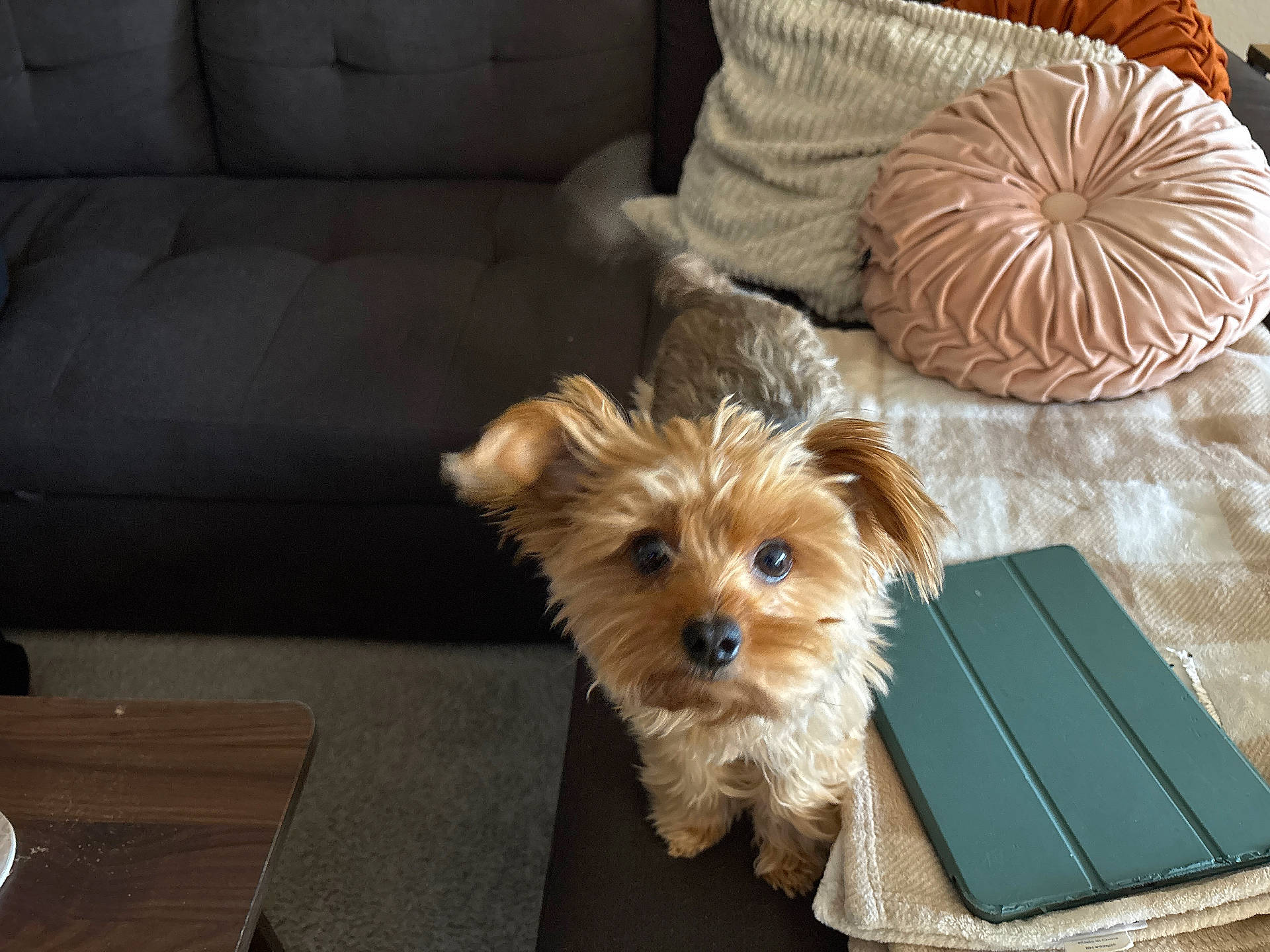 Stassi joined the competition — help win amazing prizes! alert, animal, brown_dog, carpet, companion, couch, cozy, curious, cute, dog, domestic, fluffy, furniture, home, indoor, living_room, pet, pillows, small_dog, tablet_cover