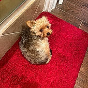 Stassi is registered to the contest to win money with this photo: dog, small_dog, curled_up, red_rug, wooden_floor, tile_wall, indoor, pet, fur, looking_back, cozy, corner, flooring, domestic, companion, animal, cute, resting, brown, black