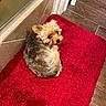 dog, small_dog, curled_up, red_rug, wooden_floor, tile_wall, indoor, pet, fur, looking_back, cozy, corner, flooring, domestic, companion, animal, cute, resting, brown, black