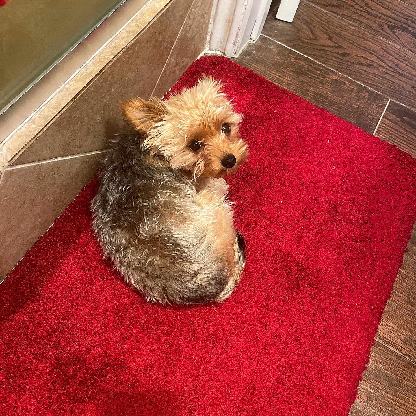 Stassi is registered to the contest to win money with this photo: dog, small_dog, curled_up, red_rug, wooden_floor, tile_wall, indoor, pet, fur, looking_back, cozy, corner, flooring, domestic, companion, animal, cute, resting, brown, black