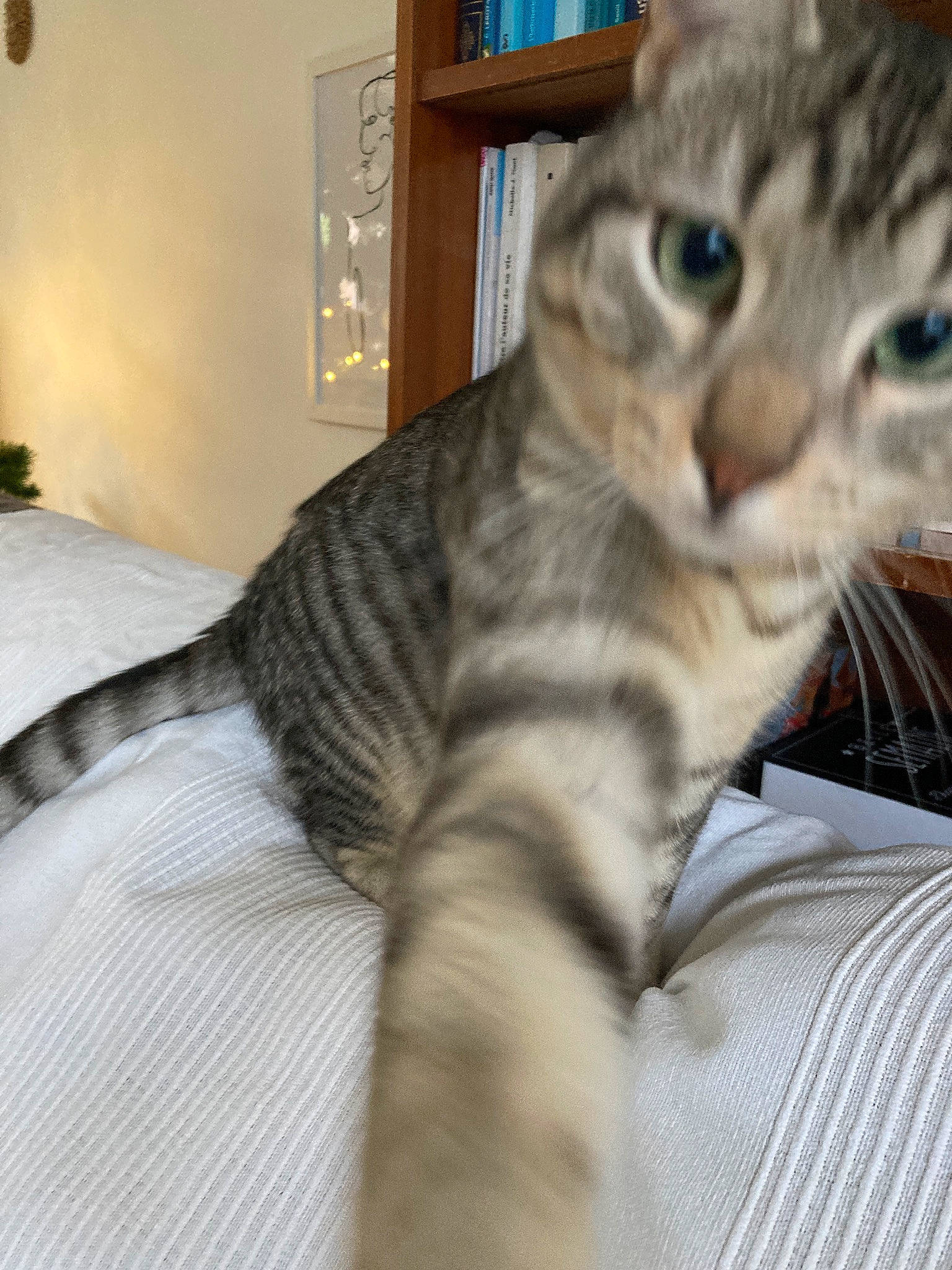 Hochi a rejoint le concours — aidez-le/la à gagner de superbes lots ! bookcase, carnivore, cat, claw, comfort, domestic_short_haired_cat, eye, felidae, fur, paw, picture_frame, shelf, small_to_medium_sized_cats, snout, tail, terrestrial_animal, whiskers