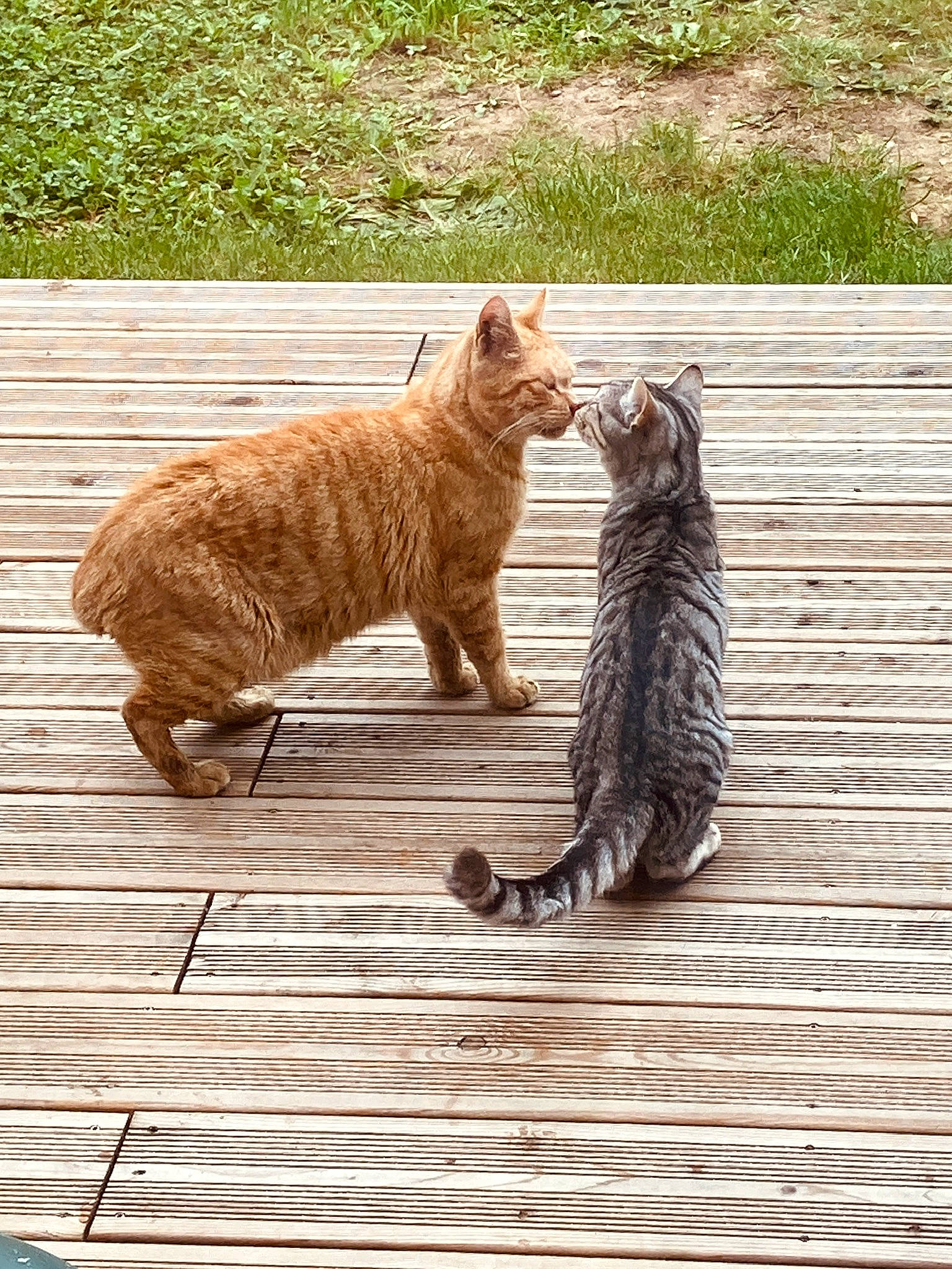 Hochi participe au concours pour gagner de l'argent avec cette photo : carnivore, cat, claw, domestic_short_haired_cat, fawn, felidae, flooring, foot, fur, grass, hardwood, paw, plant, small_to_medium_sized_cats, snout, tail, terrestrial_animal, whiskers, wildlife, wood