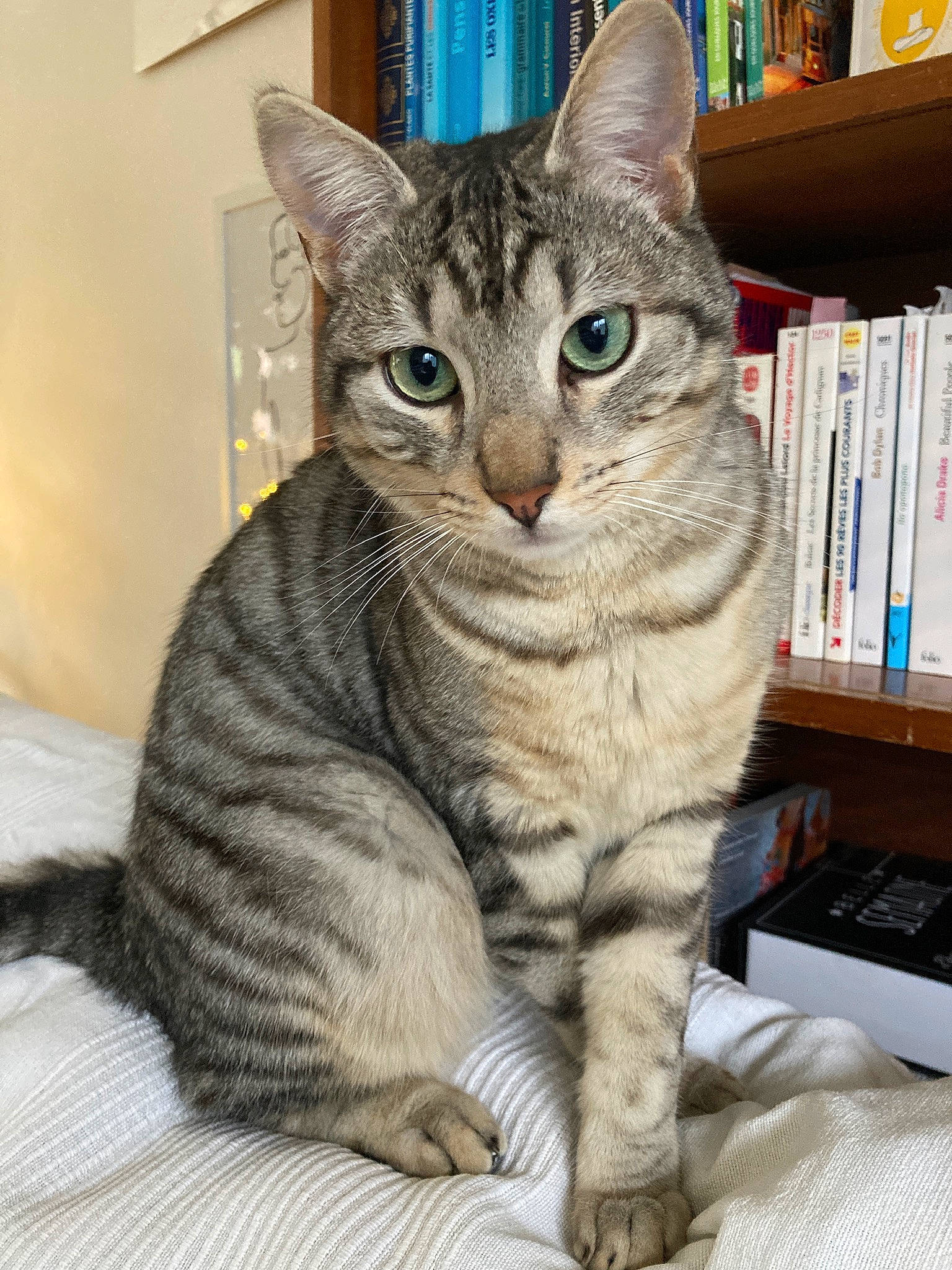 Hochi participe au concours pour gagner de l'argent avec cette photo : blue, book, bookcase, carnivore, cat, comfort, domestic_short_haired_cat, felidae, fur, paw, publication, shelf, shelving, small_to_medium_sized_cats, snout, tail, terrestrial_animal, whiskers