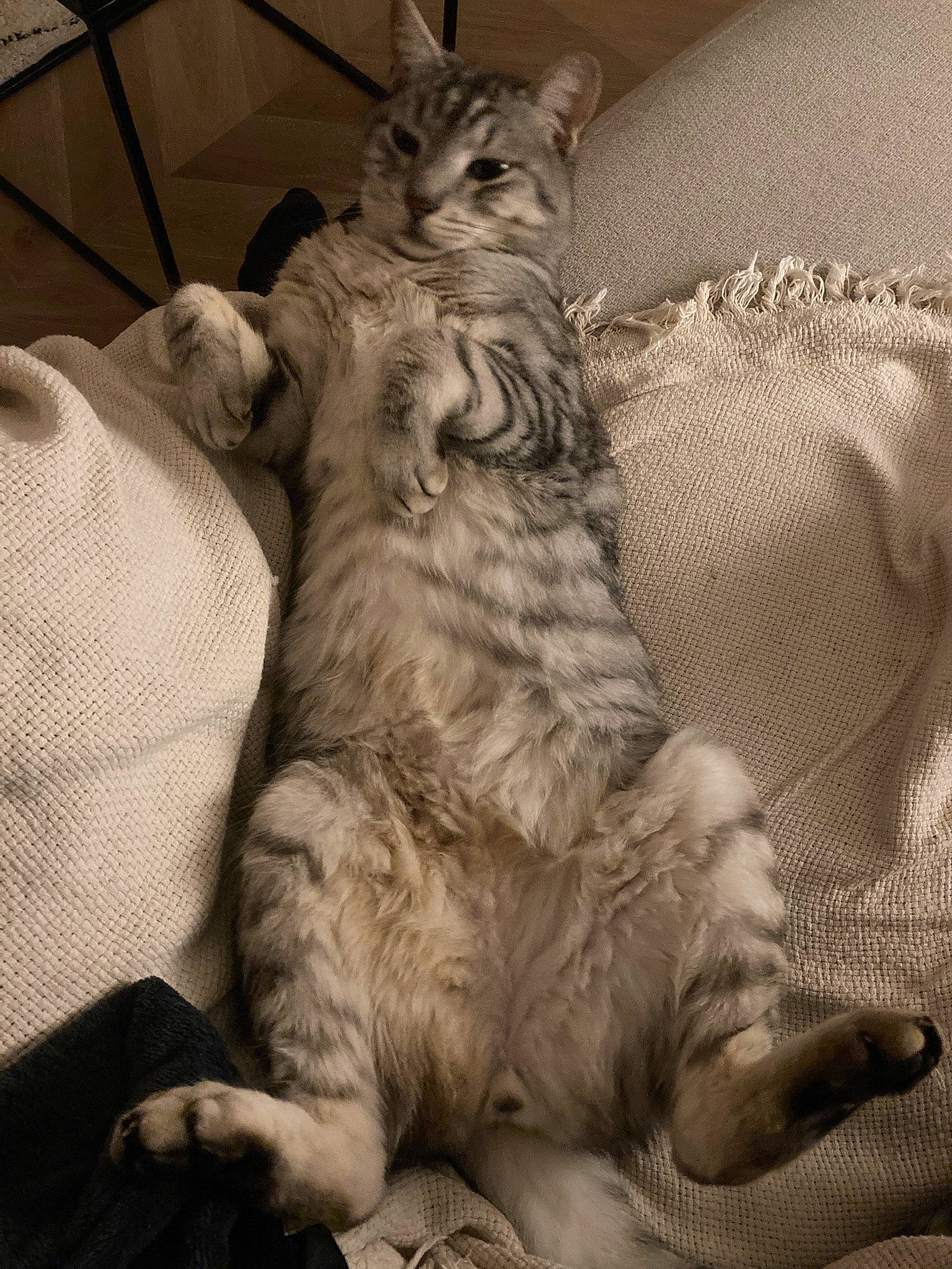 Hochi participe au concours pour gagner de l'argent avec cette photo : carnivore, cat, claw, comfort, domestic_short_haired_cat, felidae, fur, grey, monochrome, monochrome_photography, nap, paw, sitting, small_to_medium_sized_cats, snout, tail, terrestrial_animal, whiskers