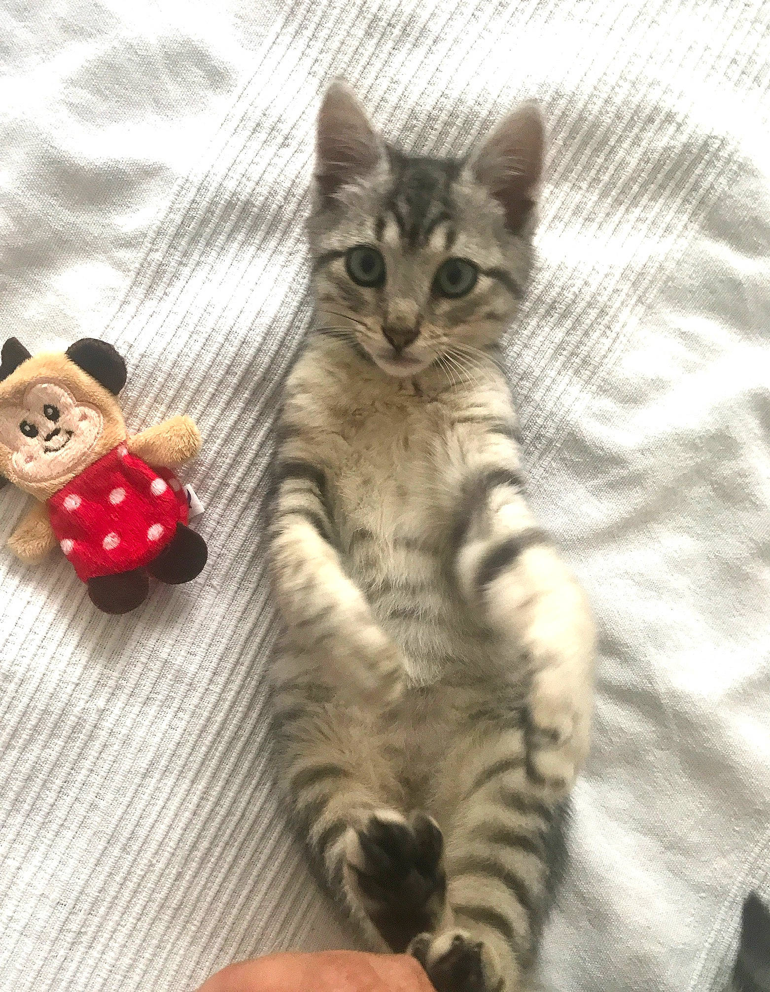 Hochi a rejoint le concours — aidez-le/la à gagner de superbes lots ! button, carnivore, cat, claw, domestic_short_haired_cat, fashion_accessory, fawn, felidae, foot, fur, jewellery, mammal, paw, small_to_medium_sized_cats, snout, tail, terrestrial_animal, toy, vertebrate, whiskers