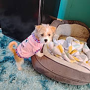 Daisy Mae is registered to the contest to win money with this photo: dog, pet_bed, blanket, rug, indoor, small_dog, clothing, curious, furry, floor, cozy, soft, cute, puppy, fur, playing, home, animal, wearing_clothes, standing