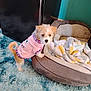 dog, pet_bed, blanket, rug, indoor, small_dog, clothing, curious, furry, floor, cozy, soft, cute, puppy, fur, playing, home, animal, wearing_clothes, standing