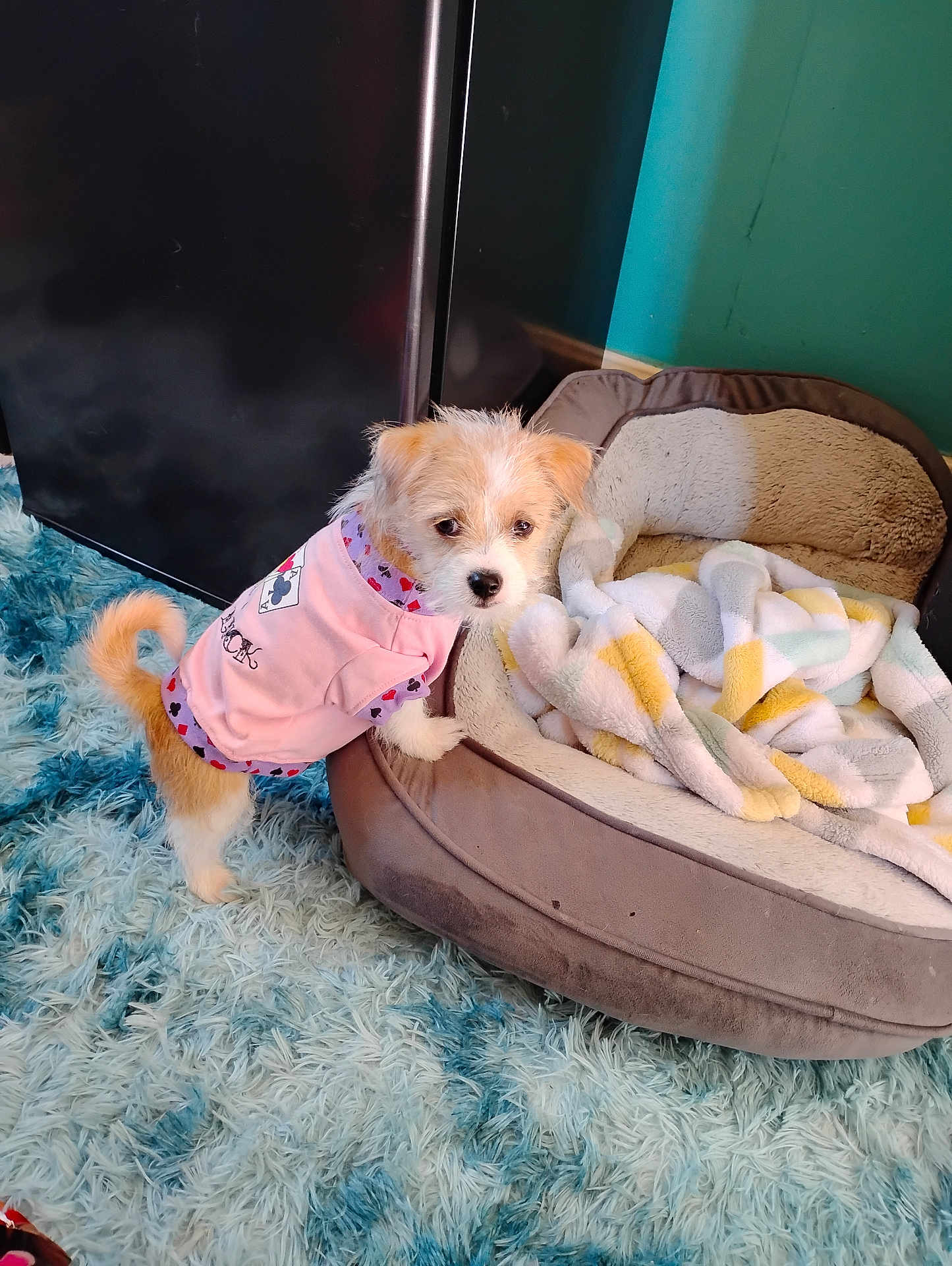 Daisy Mae is registered to the contest to win money with this photo: dog, pet_bed, blanket, rug, indoor, small_dog, clothing, curious, furry, floor, cozy, soft, cute, puppy, fur, playing, home, animal, wearing_clothes, standing