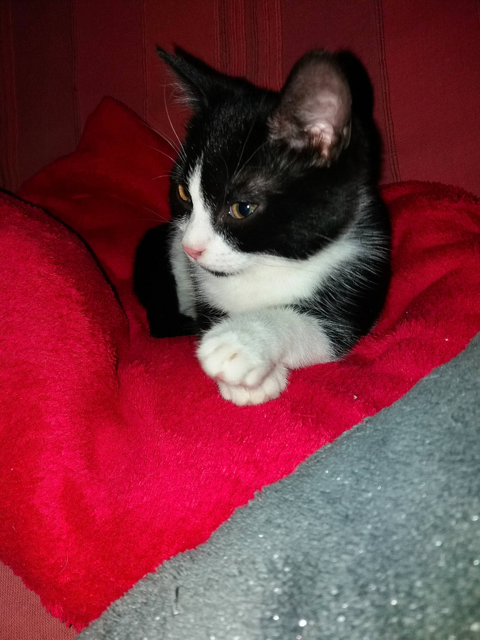 Chipie participe au concours pour gagner de l'argent avec cette photo : american_wirehair, asian, carnivore, cat, claw, domestic_short_haired_cat, european_shorthair, felidae, german_rex, kitten, mammal, polydactyl_cat, small_to_medium_sized_cats, snout, tail, whiskers