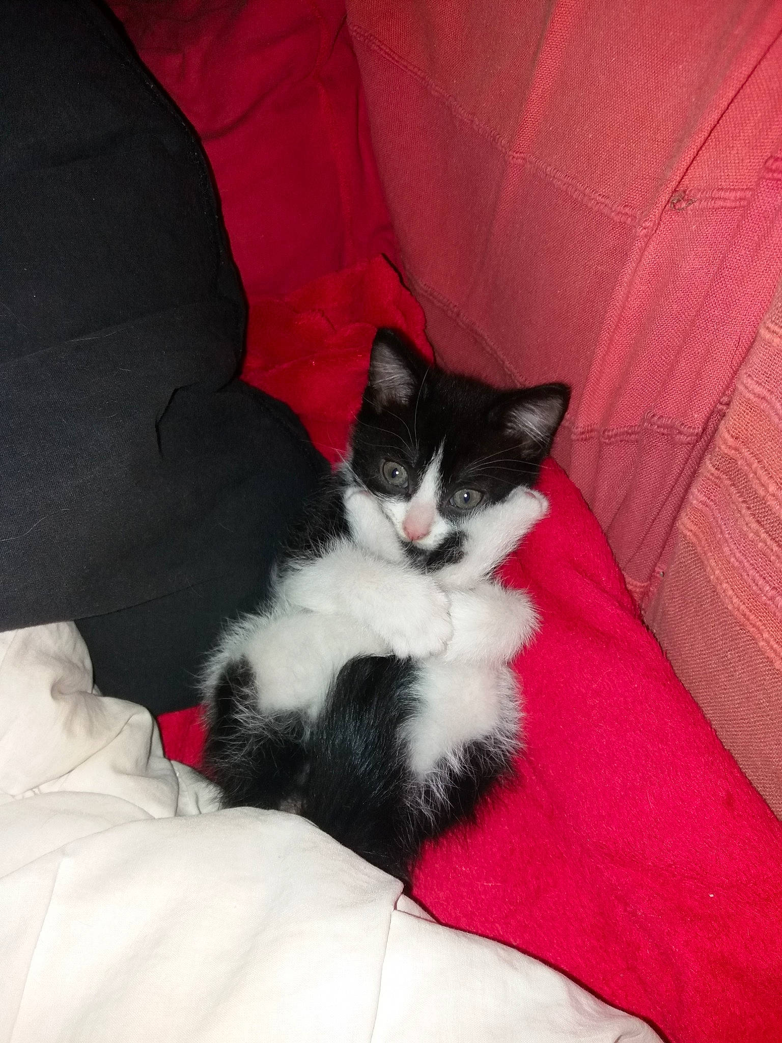 Chipie participe au concours pour gagner de l'argent avec cette photo : black_and_white, carnivore, cat, cymric, domestic_long_haired_cat, domestic_short_haired_cat, felidae, fur, kitten, mammal, norwegian_forest_cat, polydactyl_cat, small_to_medium_sized_cats, tail, whiskers