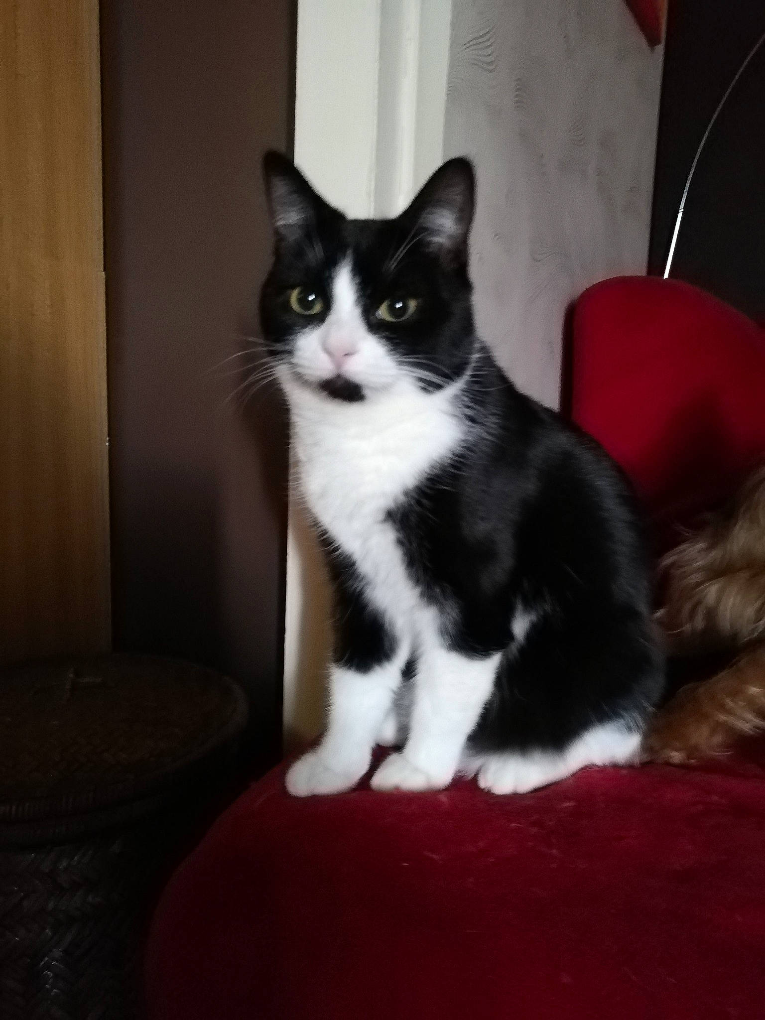 Chipie participe au concours pour gagner de l'argent avec cette photo : aegean_cat, american_wirehair, black_and_white, carnivore, cat, domestic_short_haired_cat, european_shorthair, felidae, fur, kitten, mammal, norwegian_forest_cat, paw, polydactyl_cat, small_to_medium_sized_cats, tail, whiskers