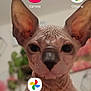 animal, app_icons, blurred_background, cat, close_up, curious, ears, face, hairless_cat, indoor, looking_at_camera, paw, pet, phone_screen, plant, portrait, skin, sphynx_cat, wall_art, wrinkles