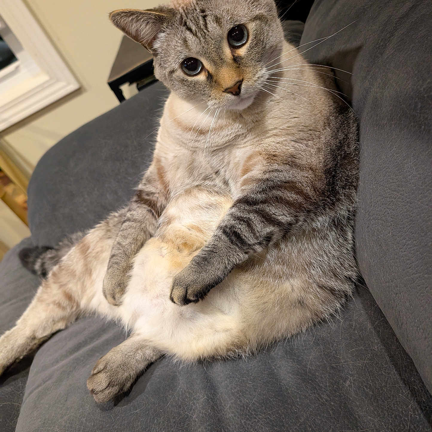 Buddy is registered to the contest to win money with this photo: animal, cat, closeup, couch, curious, cute, domestic, face, feline, fur, gray, home, indoor, mammal, paw, pet, portrait, relaxed, sitting, whiskers