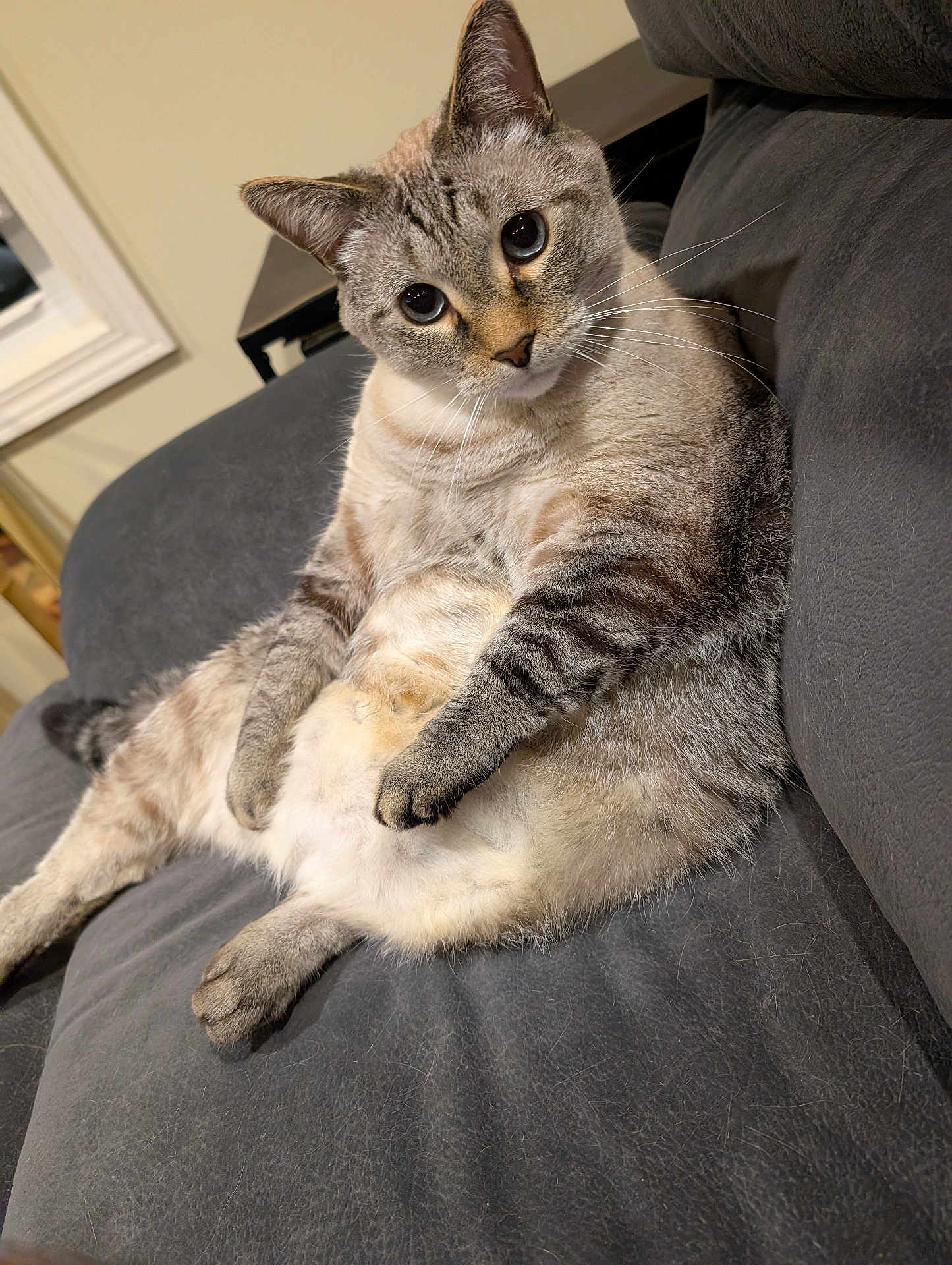 Buddy is registered to the contest to win money with this photo: cat, feline, pet, indoor, couch, gray, fur, whiskers, relaxed, sitting, curious, animal, mammal, domestic, cute, portrait, closeup, face, paw, home