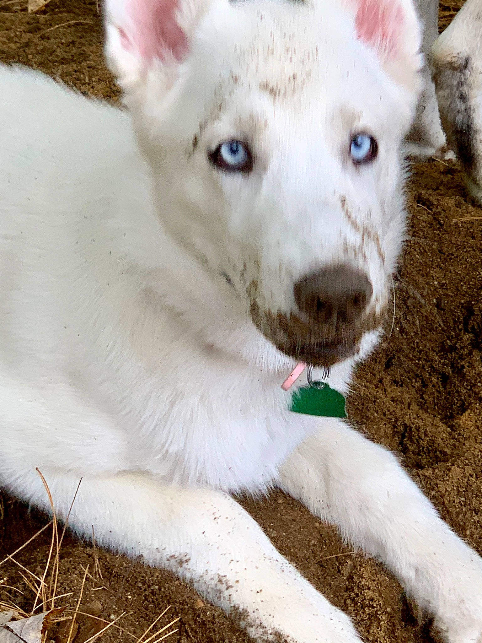 Jazmin joined the competition — help win amazing prizes! berger_blanc_suisse, canaan_dog, canidae, carnivore, dog, dog_breed, fawn, kishu, korean_jindo_dog, labrador_husky, mammal, pungsan_dog, puppy, rare_breed_dog, siberian_husky, vertebrate, whiskers, white_shepherd