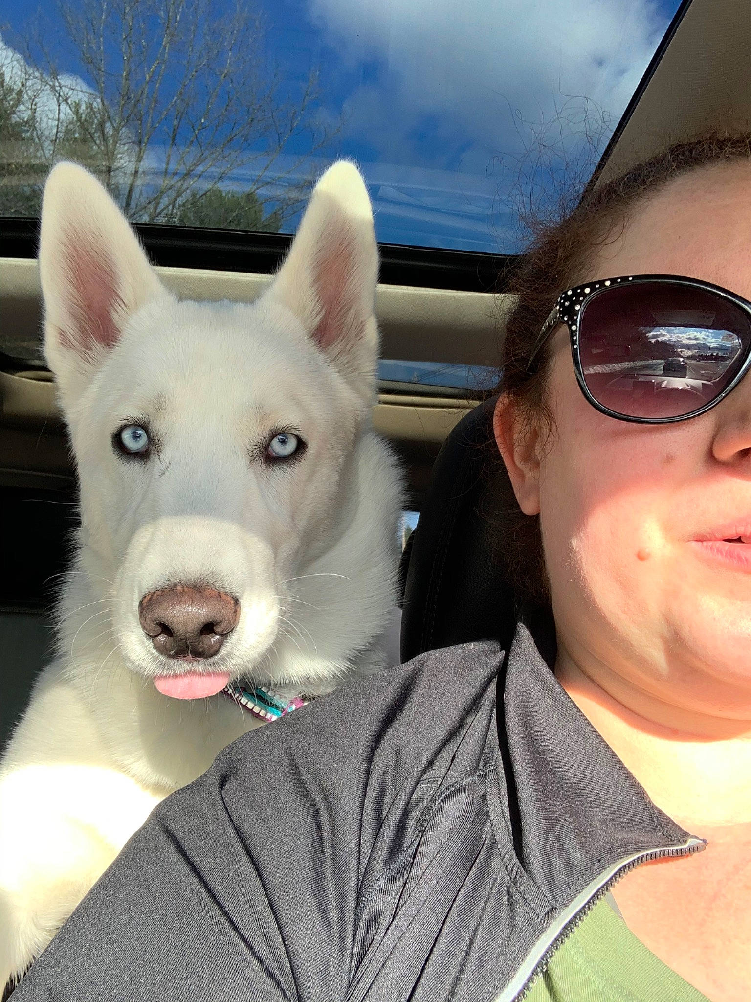 Jazmin joined the competition — help win amazing prizes! berger_blanc_suisse, canidae, carnivore, cool, dog, dog_breed, eye, eyebrow, eyewear, glasses, head, jaw, korean_jindo_dog, mammal, non_sporting_group, nose, siberian_husky, snout, vertebrate, white_shepherd