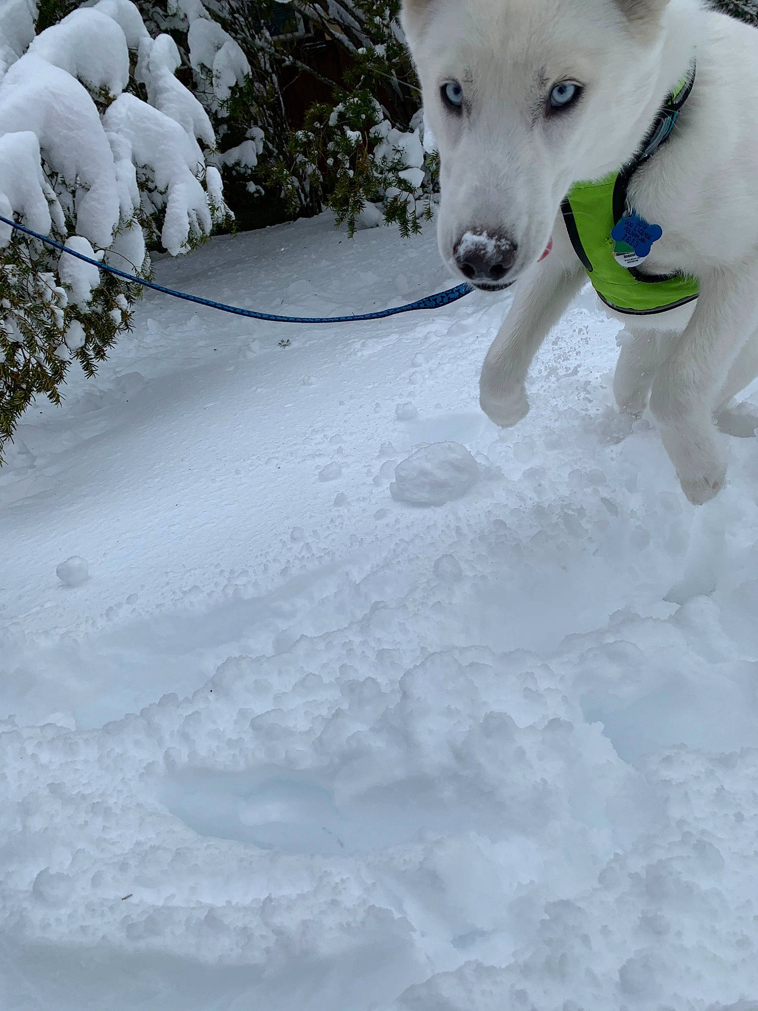 Jazmin is registered to the contest to win money with this photo: berger_blanc_suisse, canidae, carnivore, dog, dog_breed, freezing, ice, kishu, korean_jindo_dog, labrador_husky, mammal, siberian_husky, sled_dog, snow, sporting_group, white, white_shepherd, winter