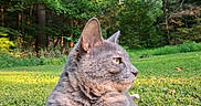Stormie is registered to the contest to win money with this photo: cat, gray_cat, outdoor, nature, greenery, grass, rock, forest, sunlight, animal, pet, feline, paw, ear, profile, relaxing, daylight, wildlife, mammal, closeup