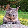 Stormie is registered to the contest to win money with this photo: cat, grey_cat, animal, pet, outdoor, grass, rock, nature, greenery, tree, sunlight, fur, mammal, whiskers, ears, relaxed, calm, portrait, closeup, daylight