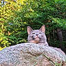 Stormie is registered to the contest to win money with this photo: cat, gray_cat, rock, nature, outdoor, greenery, trees, forest, wildlife, animal, relaxed, sunlight, daylight, peaceful, fur, whiskers, ears, mammal, wild, scenery