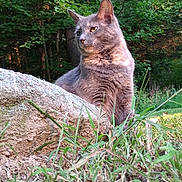 Stormie is registered to the contest to win money with this photo: cat, grey_cat, animal, outdoor, nature, rock, grass, forest, greenery, wildlife, pet, feline, mammal, portrait, sitting, sunlight, daylight, curious, alert, whiskers