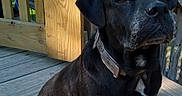 Callie joined the competition — help win amazing prizes! dog, black_dog, outdoor, wooden_deck, fence, pet, animal, sitting, collar, nature, trees, sunlight, fur, canine, portrait, looking_up, quiet, daylight, wood, peaceful