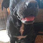 Callie is registered to the contest to win money with this photo: dog, black_dog, pet, indoor, tongue_out, happy, animal, canine, sitting, furniture, carpet, home, crate, close_up, portrait, friendly, domestic_animal, nose, ears, mouth