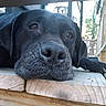 Callie joined the competition — help win amazing prizes! dog, black_dog, close_up, resting, wooden_planks, outdoor, pet, canine, animal, portrait, nose, ears, paw, daylight, relaxed, calm, looking_away, texture, nature, sleepy