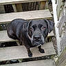 Callie joined the competition — help win amazing prizes! dog, black_dog, pet, animal, stairs, wooden_stairs, outdoor, brown_eyes, looking_up, muzzle, fur, collar, canine, waiting, expression, close_up, daylight, nature, quiet, companion
