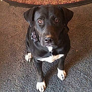 Bella is registered to the contest to win money with this photo: dog, black_dog, white_paws, white_chest, carpet, rug, indoor, pet, animal, looking_up, sitting, floor, canine, mammal, ears, collar, fur, eyes, domestic_animal, attention